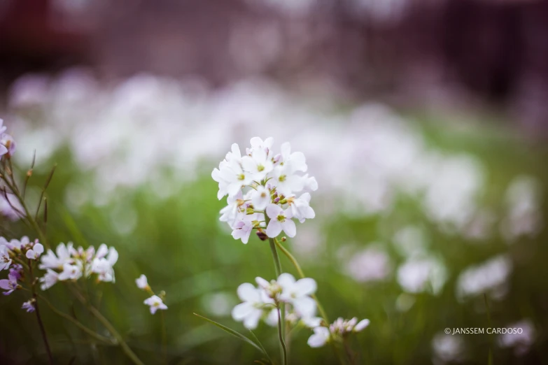 small white flowers in grass with a blurred background