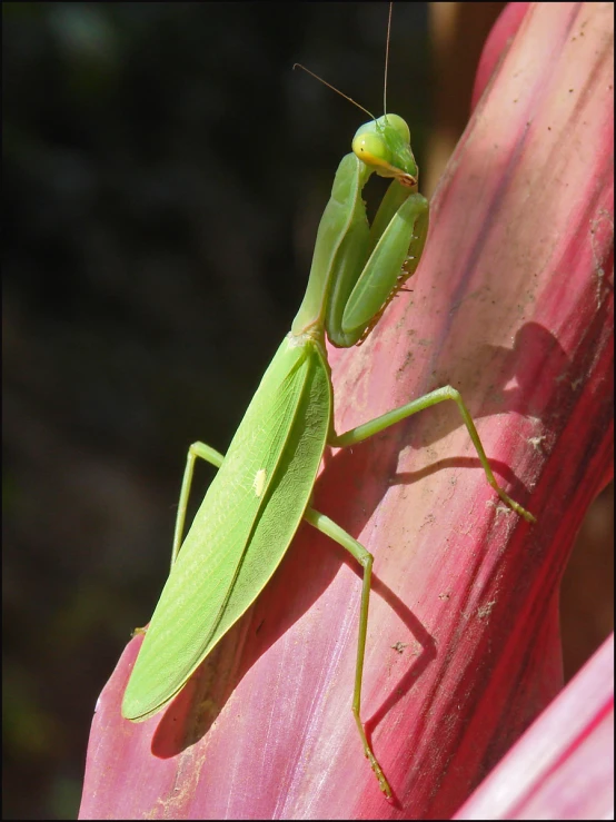 a green insect on a pink flower's stem