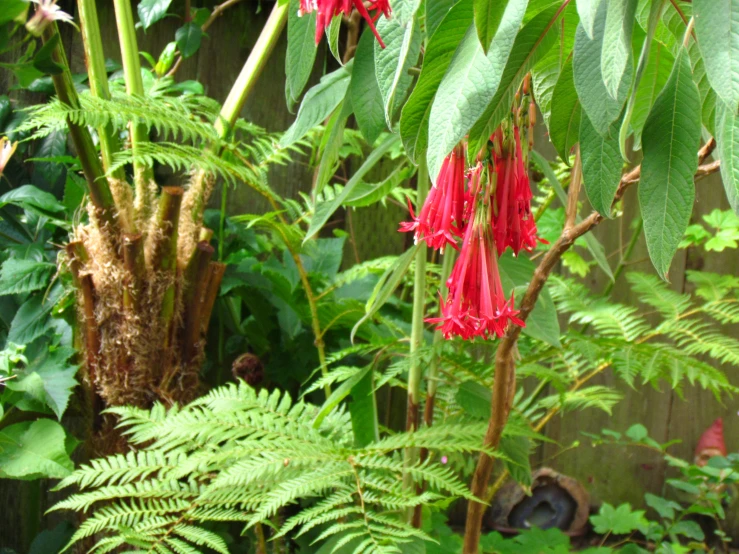 small red flowers that are growing among green leaves