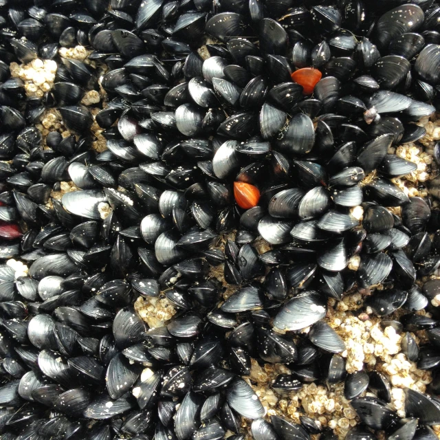 a mixture of sand with black shells on it