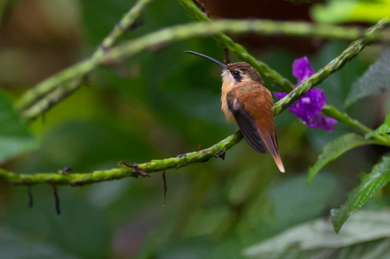 a bird sitting on a nch with flowers growing near by