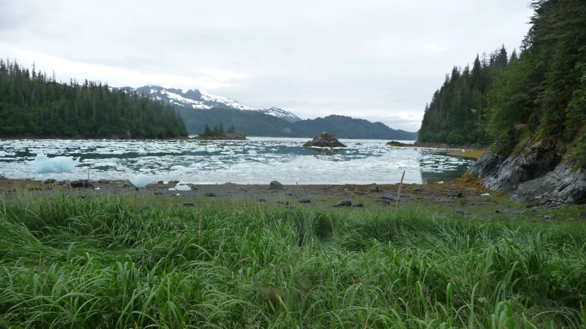 a body of water surrounded by trees and grass