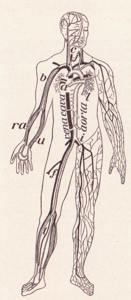 an illustration of the nervous system, which shows that the nervous system is important for a healthy body