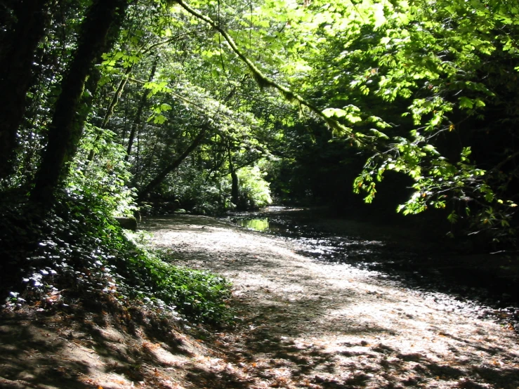 a road surrounded by trees and grass in a forested area