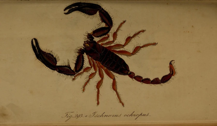 a scorpion or crab engraving from the late 19th century