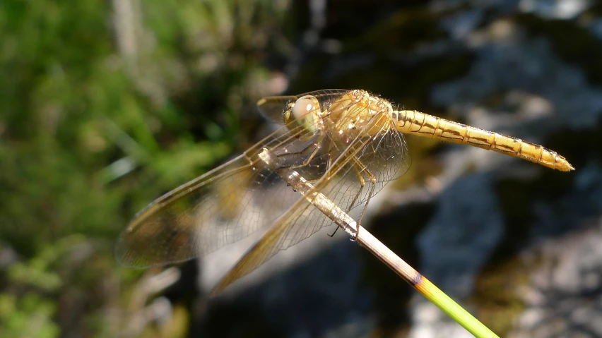 close - up of a dragon fly sitting on a stick with its wings folded