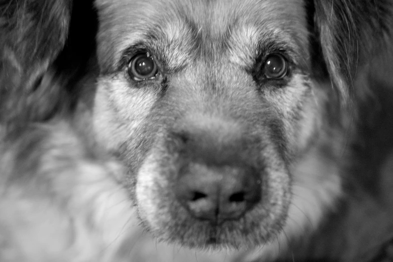 black and white po of a dog's face