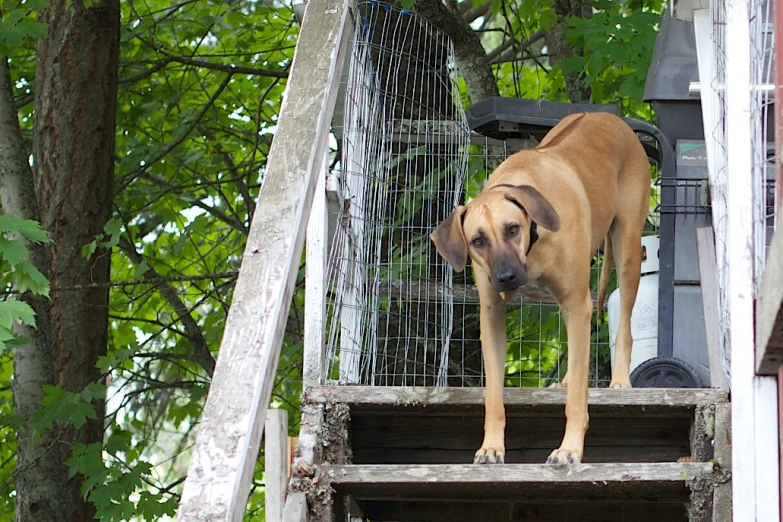 the dog stands on top of the stairs