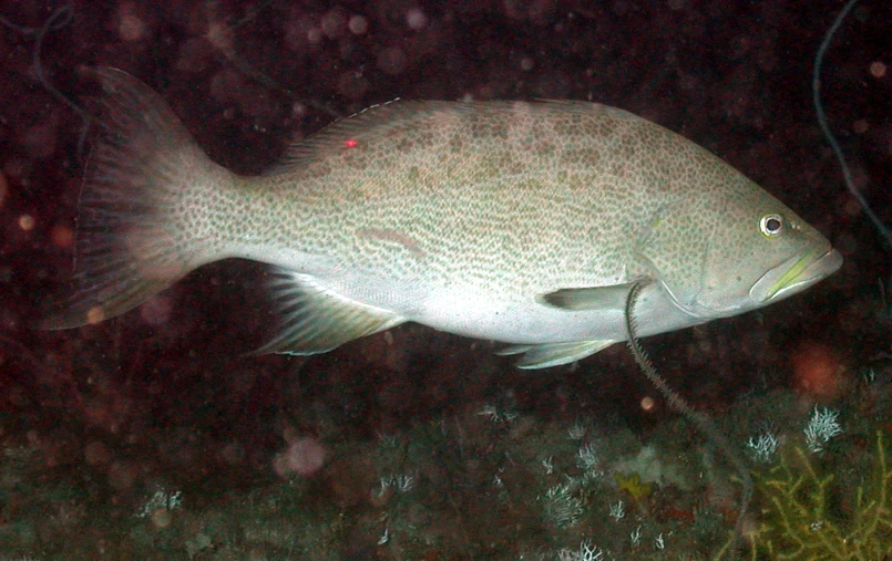 a fish swimming under water next to grass