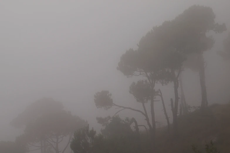 a bird flying through the fog next to trees