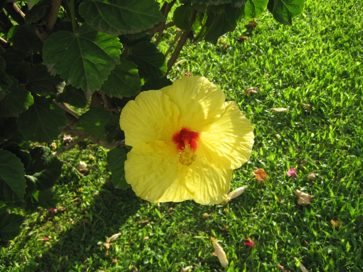 a bright yellow flower that is sitting in the grass