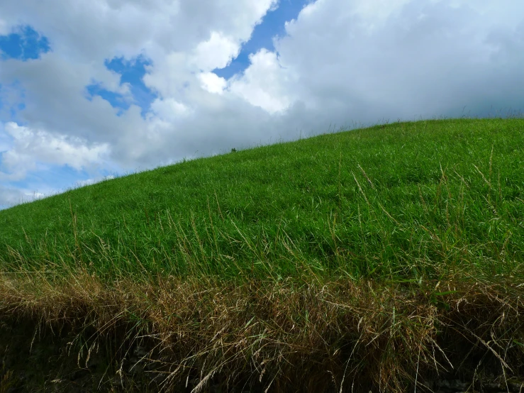 a grassy hill with a few grass growing in it