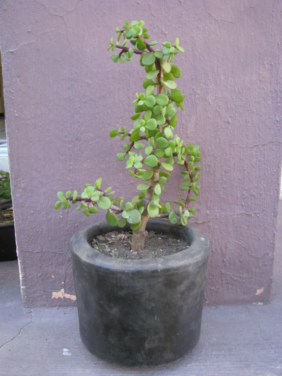 a plant in a pot sitting outside against a wall