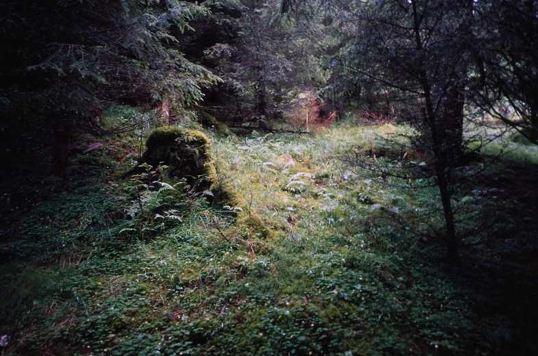 a very old stump on a lush green field