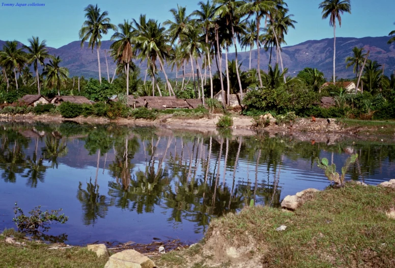 a river with several palm trees and water