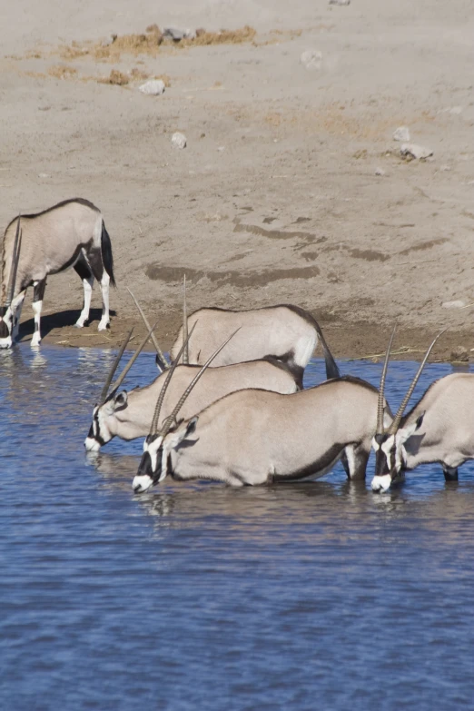 some very cute goats in the water eating