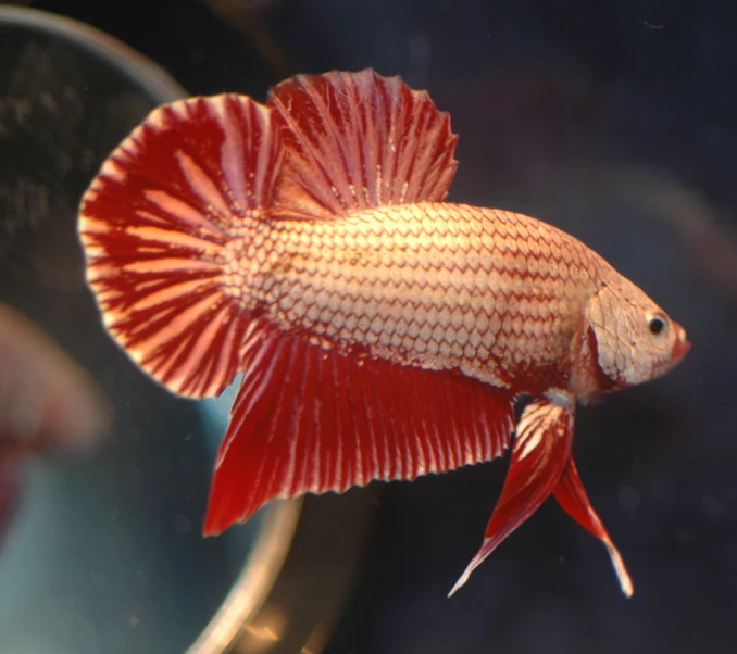 a red and white colored fish with a blue back ground