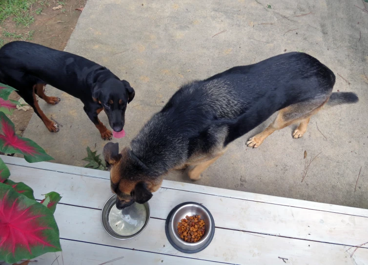 two dogs are eating food out of dishes outside