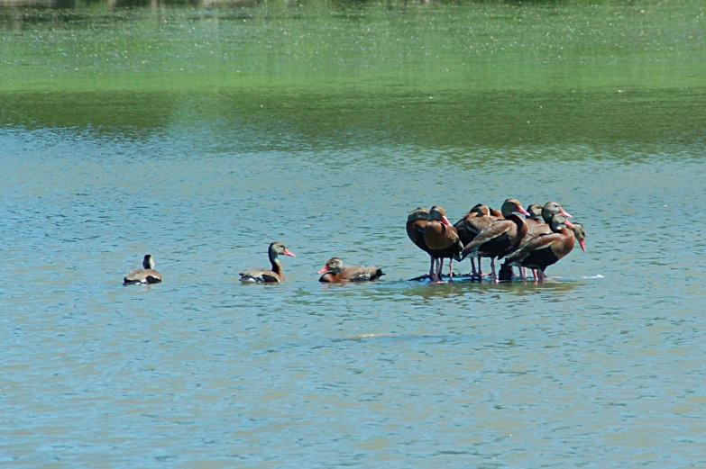 a flock of ducks are gathered on the shore