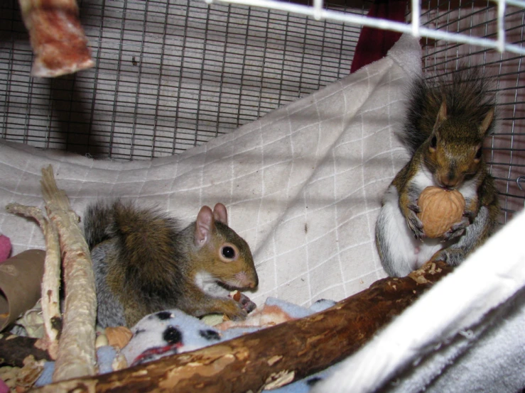 an adult and juvenile chipmuncs sit on blankets inside a cage