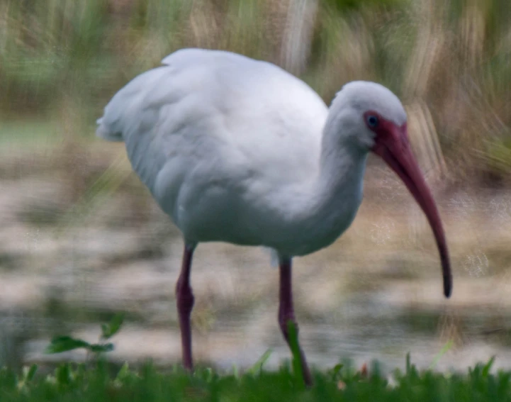 a bird with long beak standing in the grass
