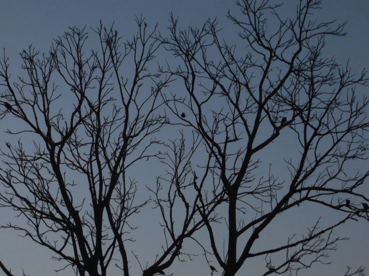 a tree with no leaves in front of the moon