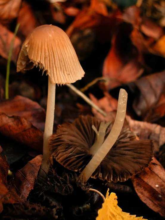 a couple of mushrooms are sitting on some leaf litter