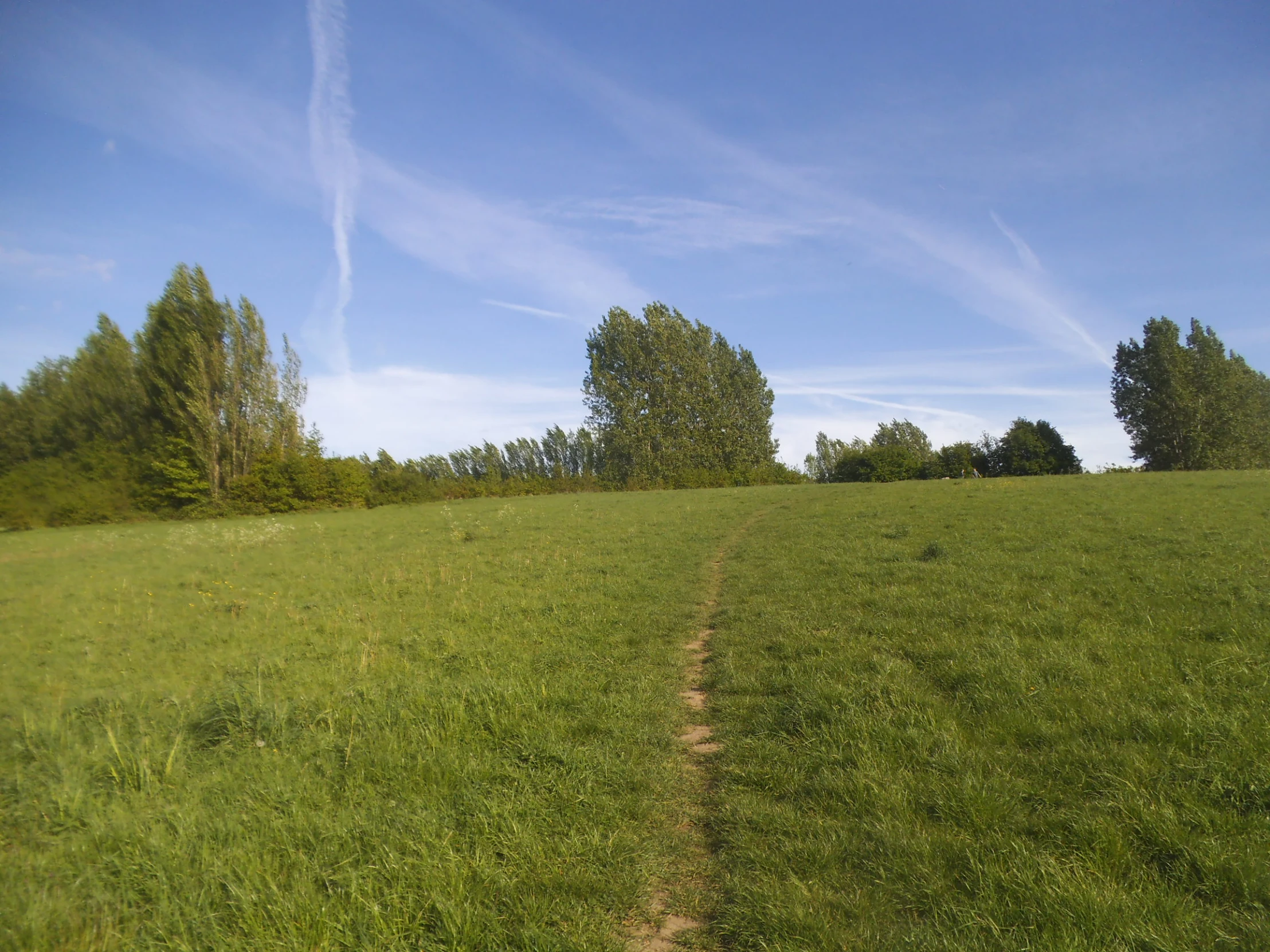 an empty field with dirt tracks leading to trees