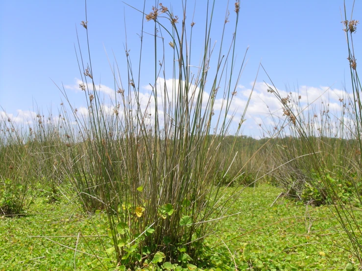 a bunch of tall grass in a field