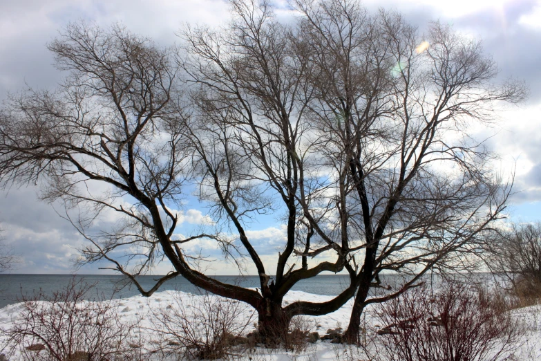 a very big tree near the ocean with the sky as background