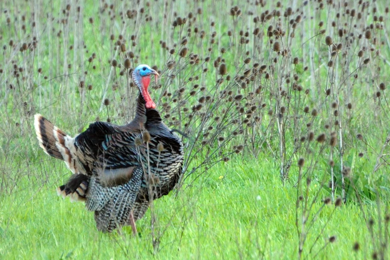 a large turkey in the grass and looking around