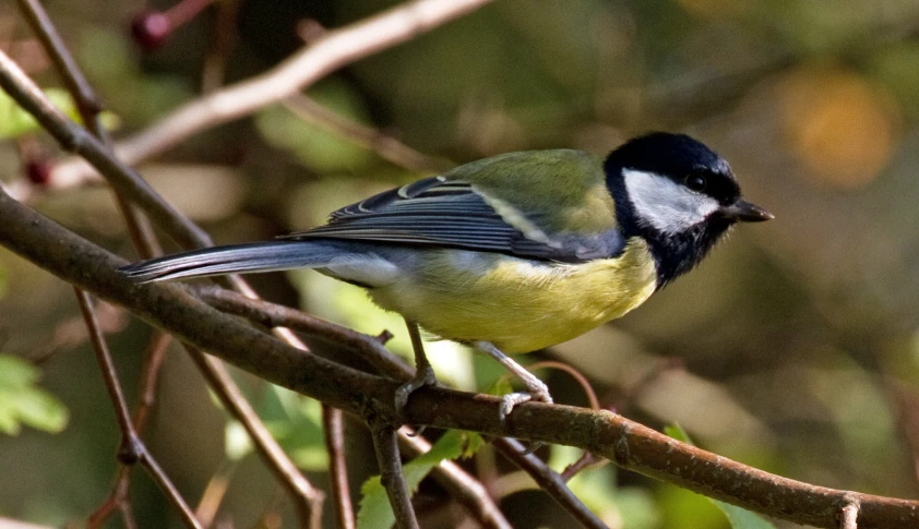 the small blue and green bird is perched on a nch