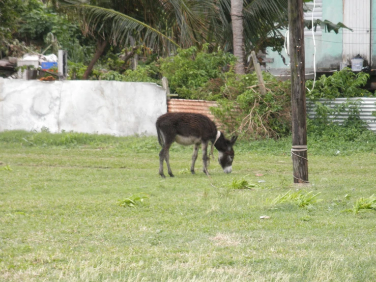 a donkey grazing in a field near some trees