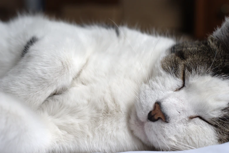 a gray and white cat laying on a bed with its eyes closed