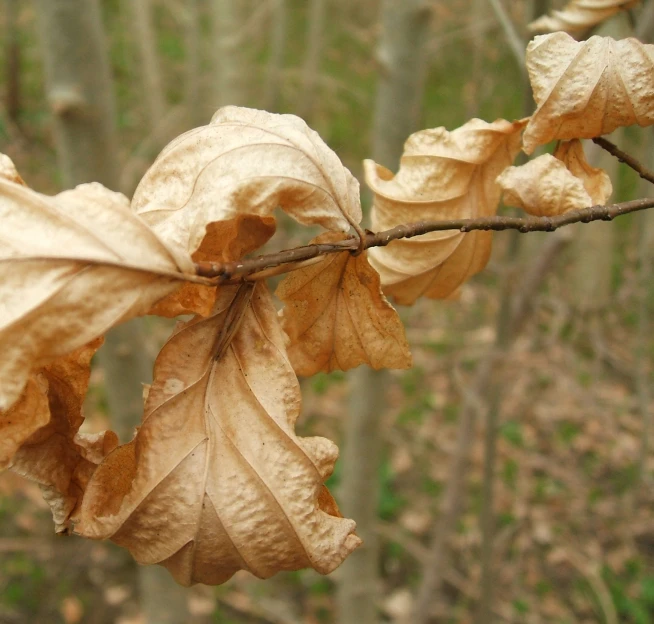 a nch with large leaves in a wooded area