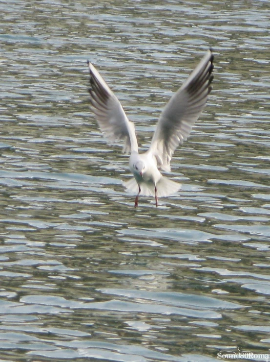 a white bird flying over a large body of water