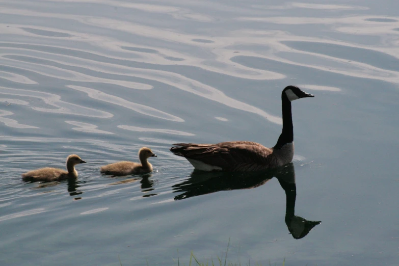 a goose is swimming with two baby geese