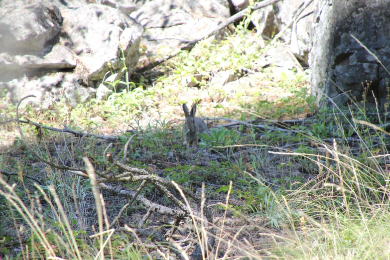 rabbit on the ground in tall grass, on rocks