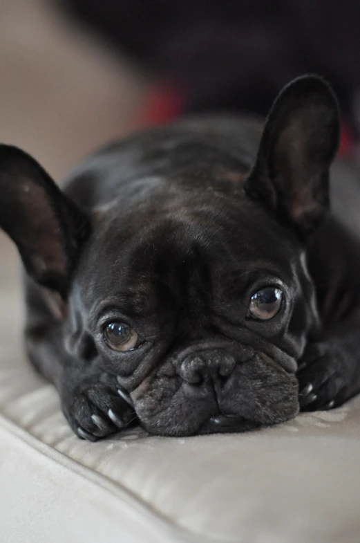 a close up of a dog laying on a bed