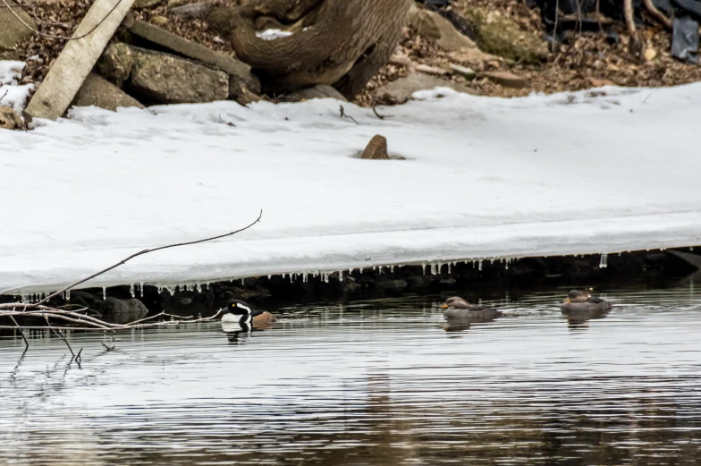 ducks swimming around in the snow near the edge of a river