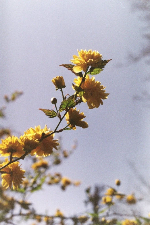 a small yellow flower and some leaves on a sunny day