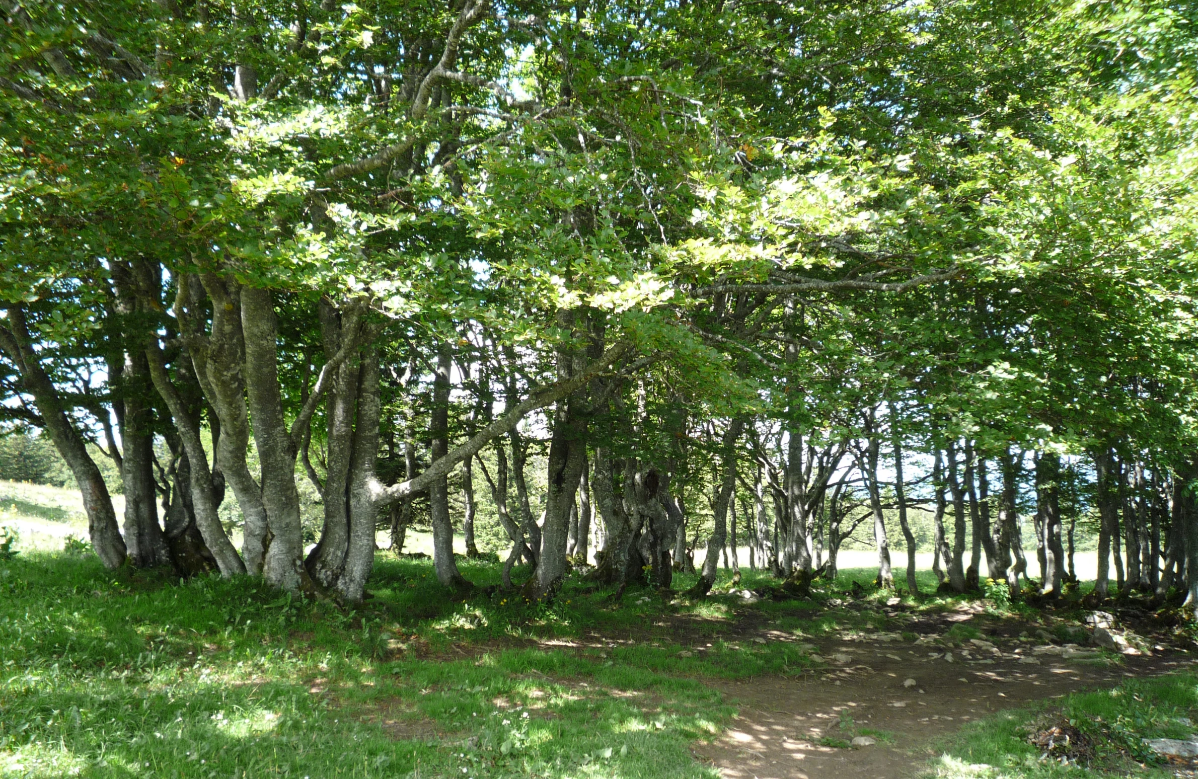 a field that is bordered by trees and some grass