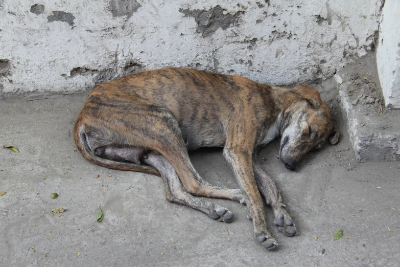 a dog sleeps on concrete near a wall
