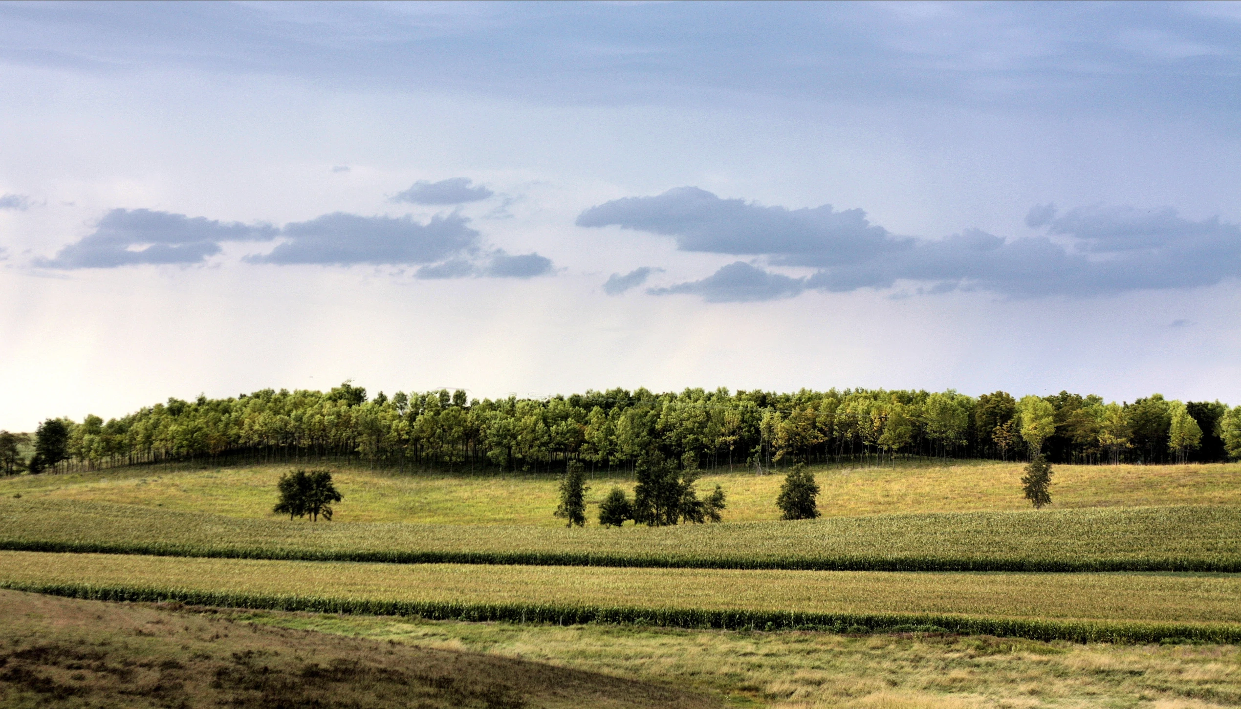 an open field has many trees on it