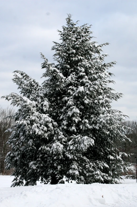 a large snow covered pine sitting in the middle of a snowy field