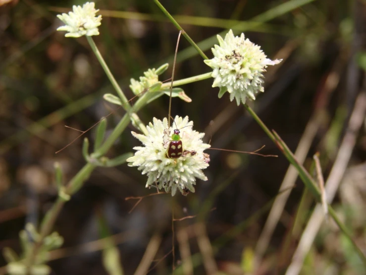 a picture of some very pretty white flowers