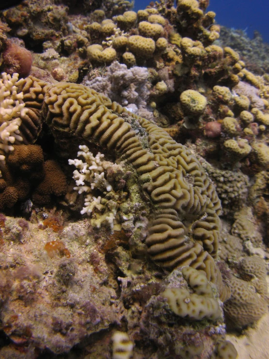 sea life is shown with many different species on it