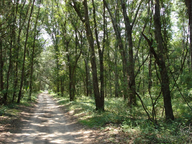 an image of dirt road with trees on the side