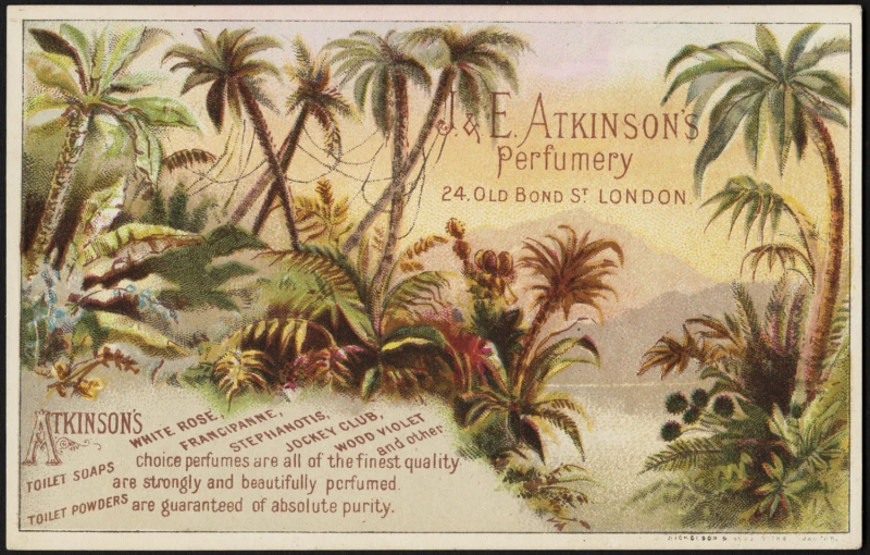 an illustration of palm trees and other tropical plants