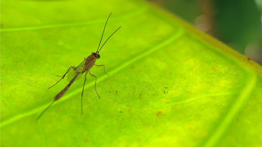 small brown insect sitting on a green leaf